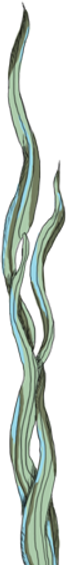 Seaweed Strand