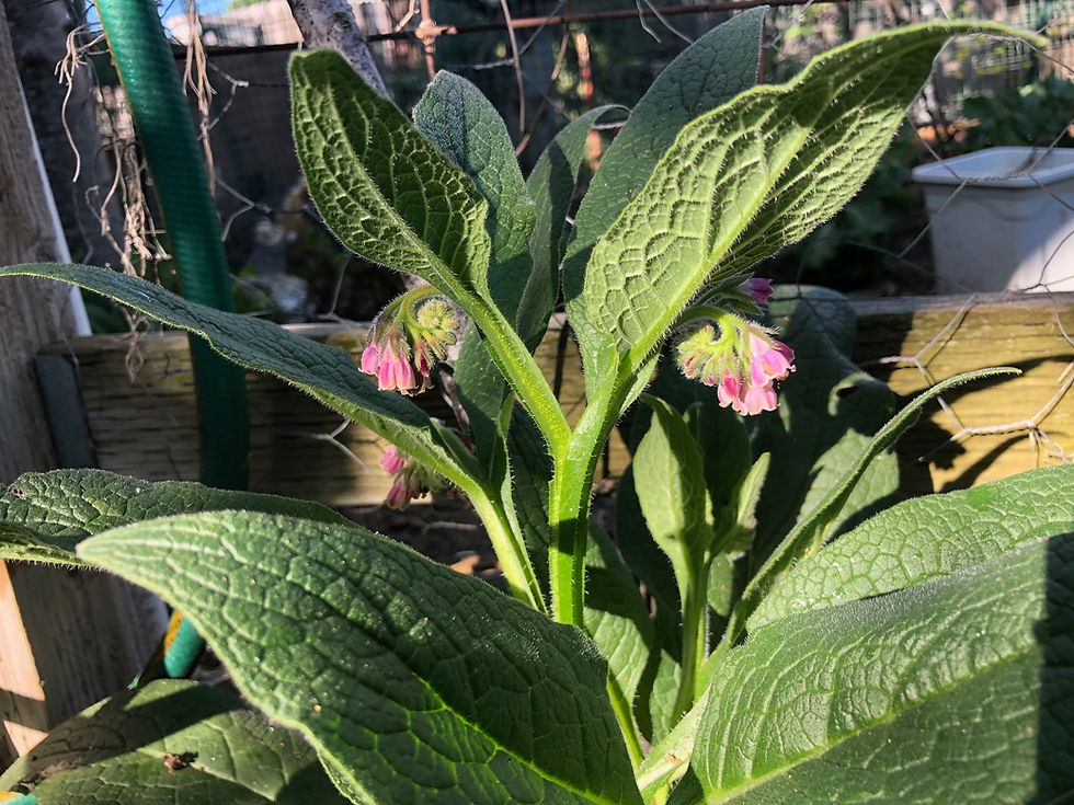 Thumbnail: Comfrey Herb