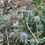 Thumbnail: Eryngium alpinum Alpine Sea Holly Starter Plant