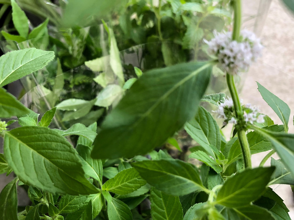 Vietnamese Mint theclaytonfarm