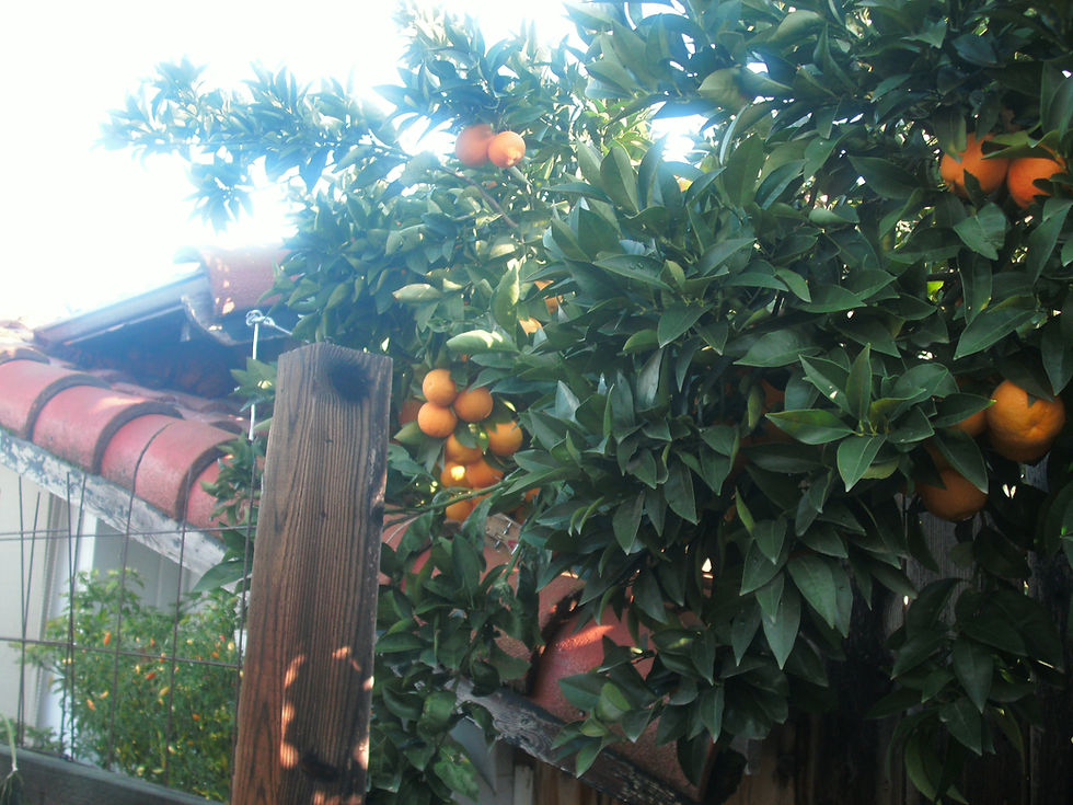 Thumbnail: Blood Orange Moro