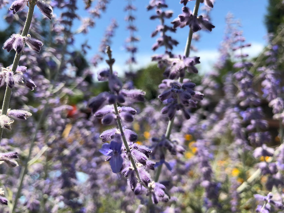 Thumbnail: 50 Perovskia Russian Sage Perennial Flower Bare Root Starter Plant