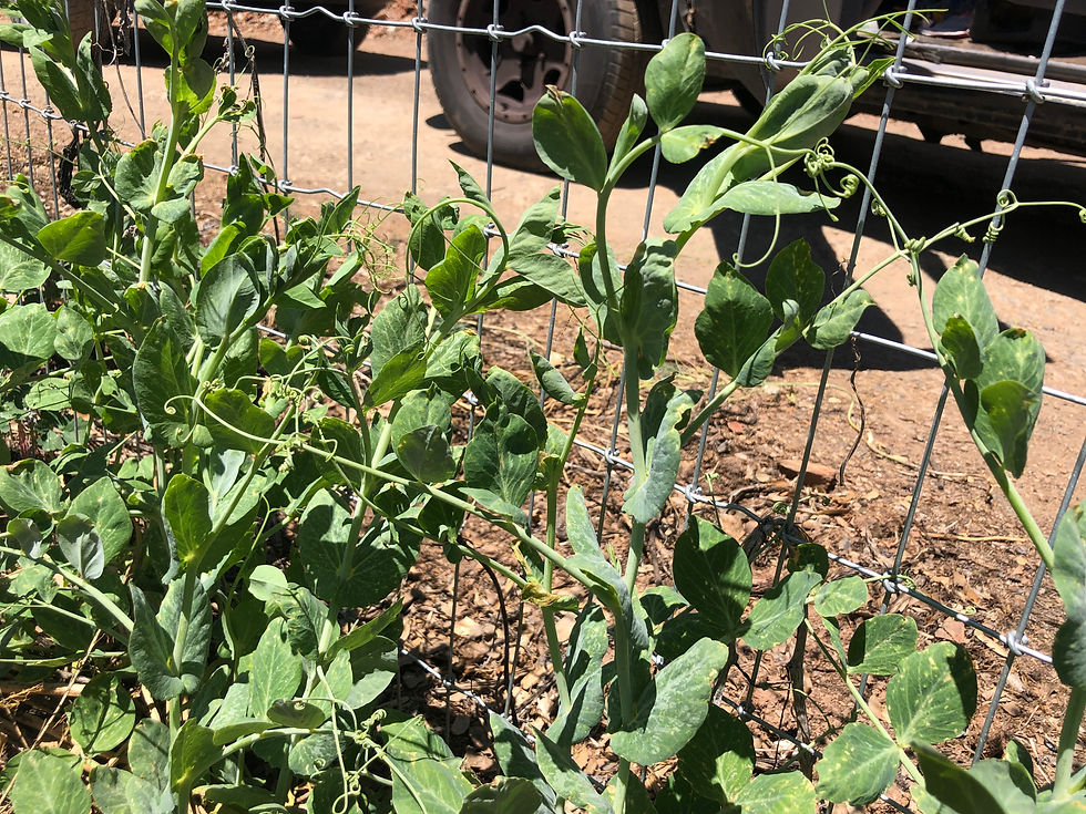 Thumbnail: Pea Shoot Seeds Usui Pisum sativum