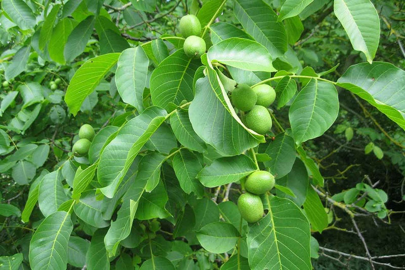 Thumbnail: Black Walnut Tree