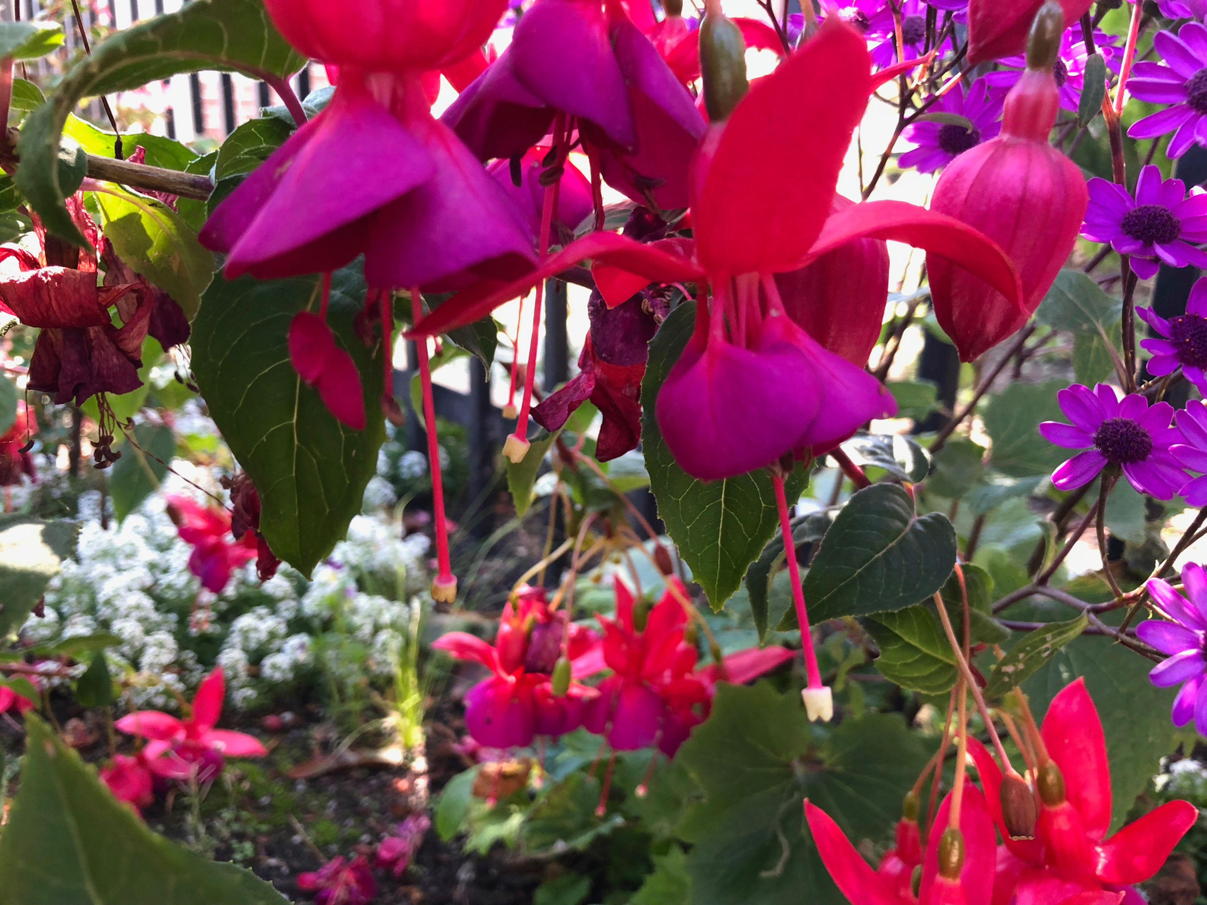 Fuchsia Dark Eye Seeds