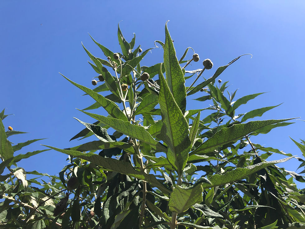 Thumbnail: Buddleja globosa "Orange Ball Tree"