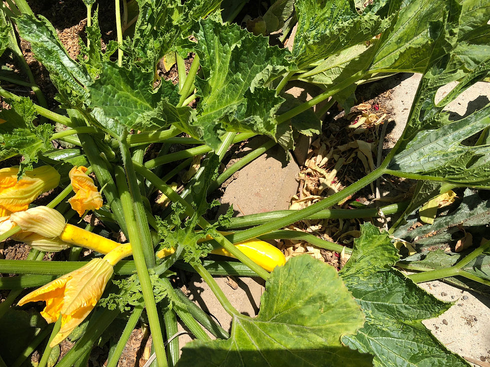 Thumbnail: Squash Zucchini Golden