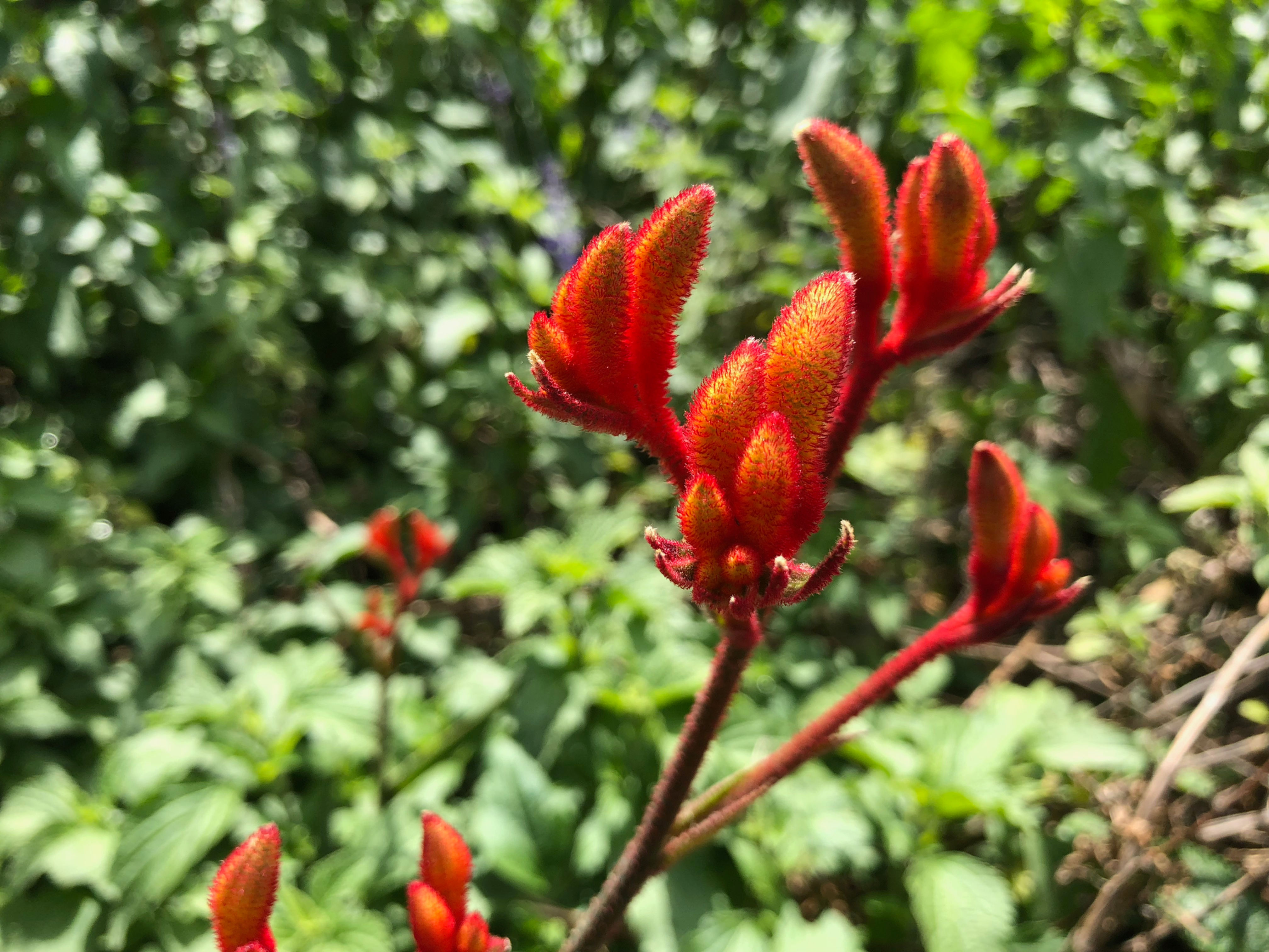 Anigozanthos Kangaroo Paw Mix Seeds