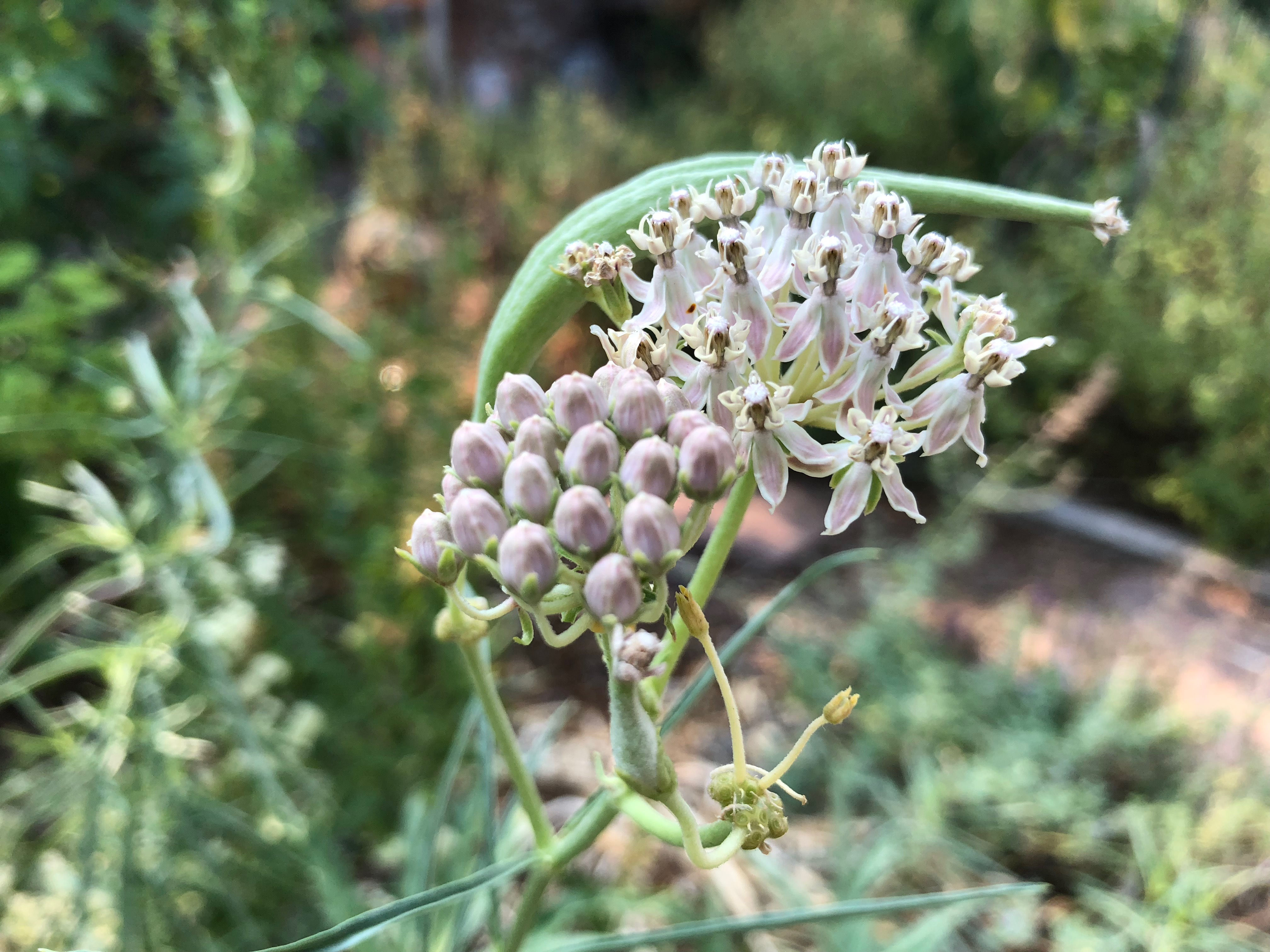 Asclepias fascicularis, California Narrowleaf Milkweed Starter Plant