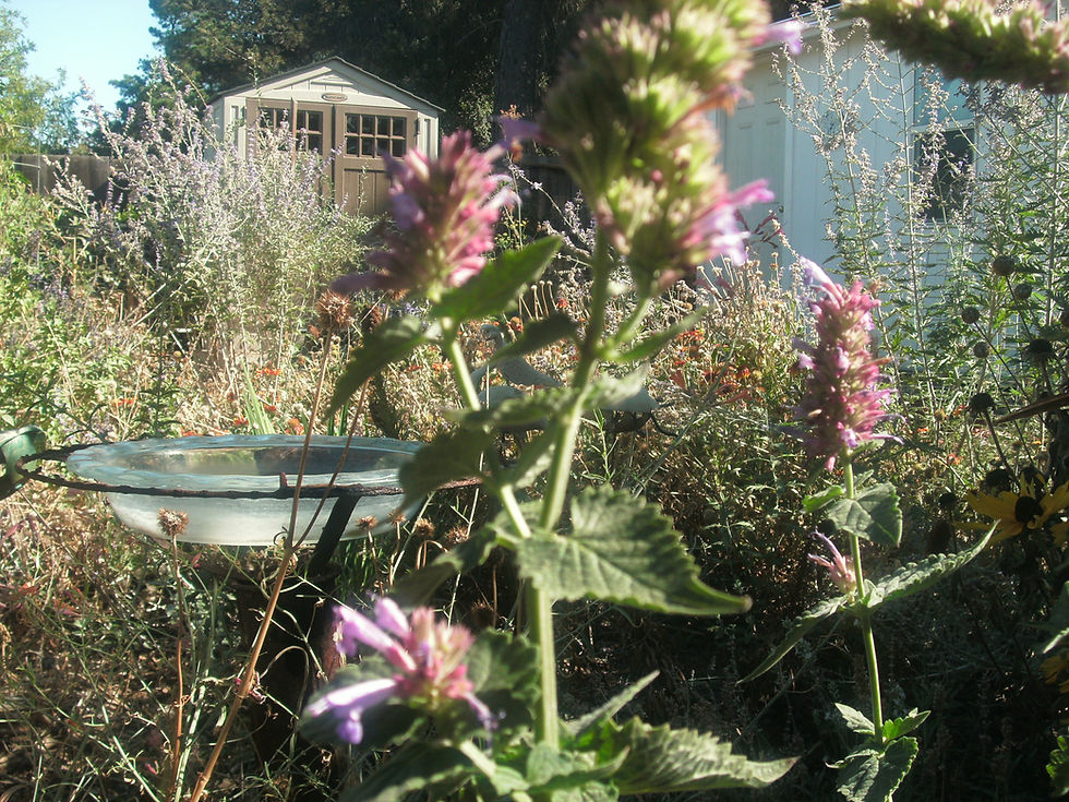 Thumbnail: Agastache ‘Kudos Silver Blue’ Seeds