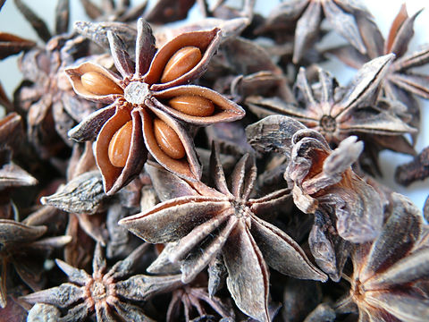 S166X01. Chinese Star Anise Illicium verum | the-clayton-farm