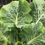 Thumbnail: Carolina Yellow Cabbage Collard Seeds