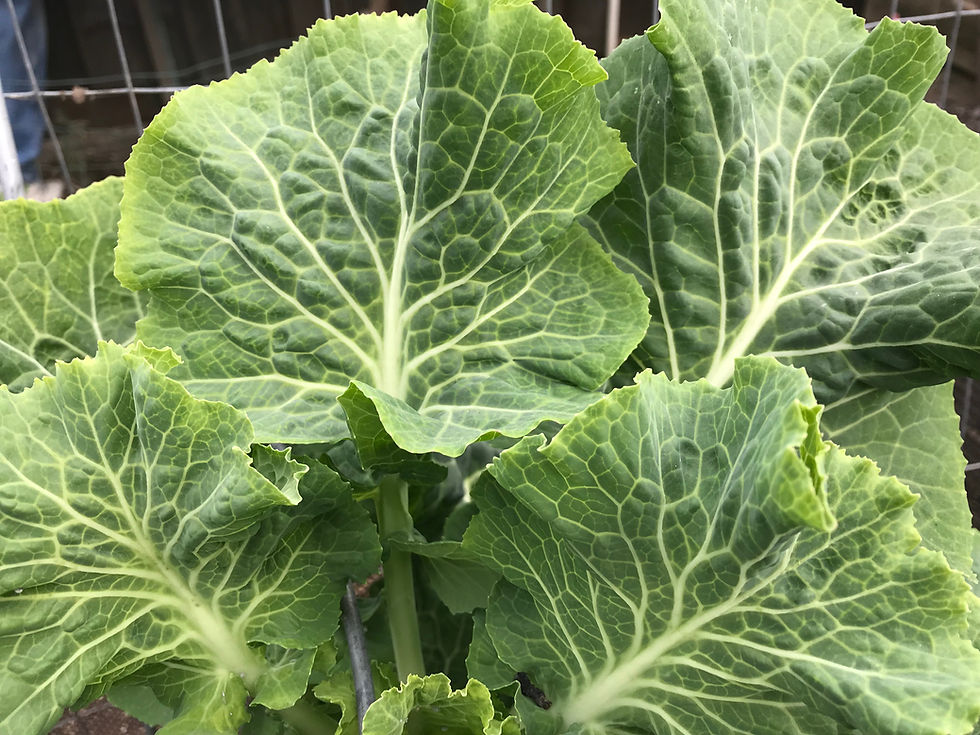 Carolina Yellow Cabbage Collard Seeds