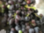 Thumbnail: 1 Plant of Autumn Royal Grape
