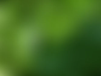 Bizarre Herb - Crab Claw Herb Peperomia pellucida (rau cang cua; pepper elder; shining bush plant