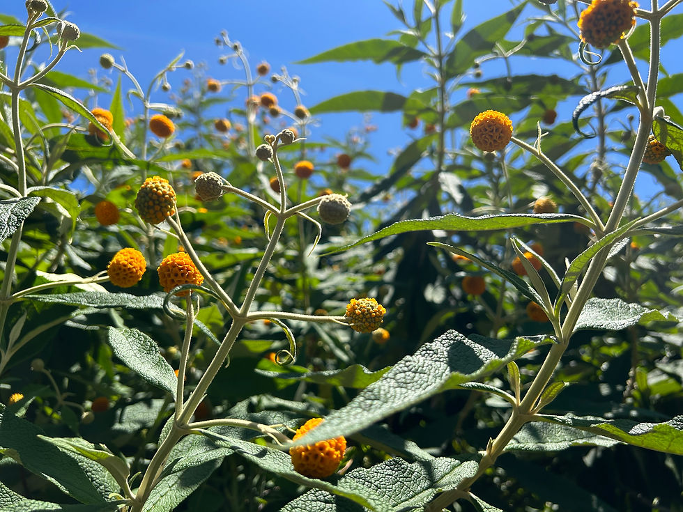 Buddleja globosa "Orange Ball Tree"