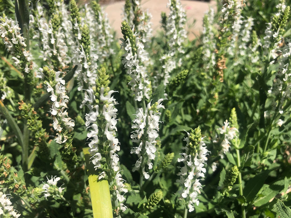 Thumbnail: Salvia × sylvestris 'Schneehügel' Snow Hill Seeds