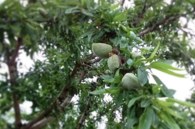 Thumbnail: Mission Almond Tree