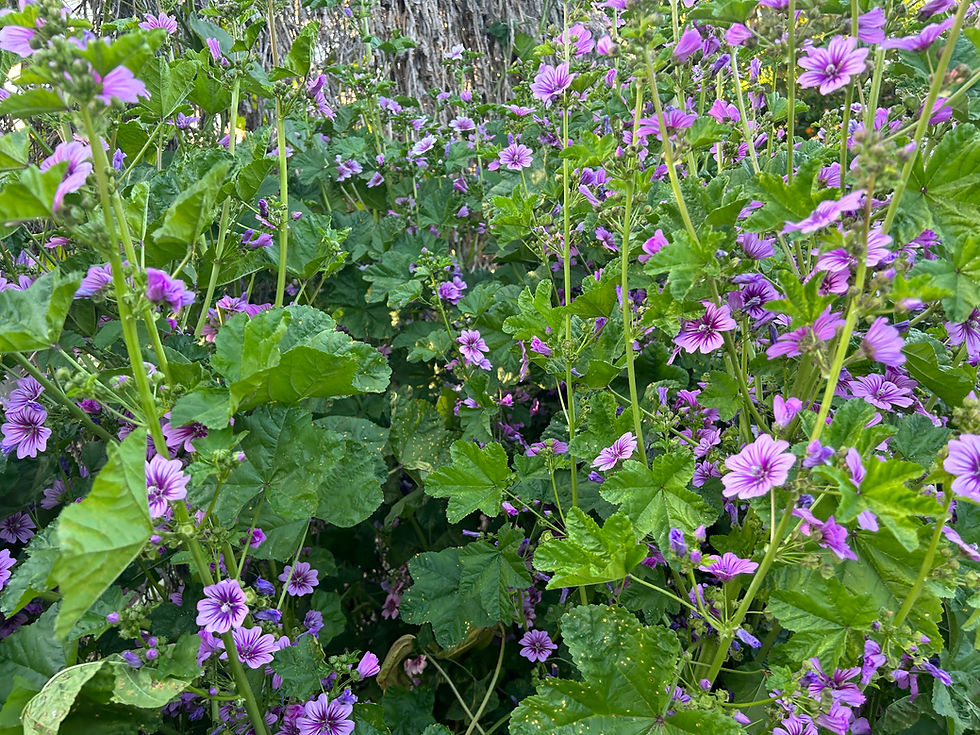 Thumbnail: Zebra Mallow Malva sylvestris 'Zebrina' Starter Plant