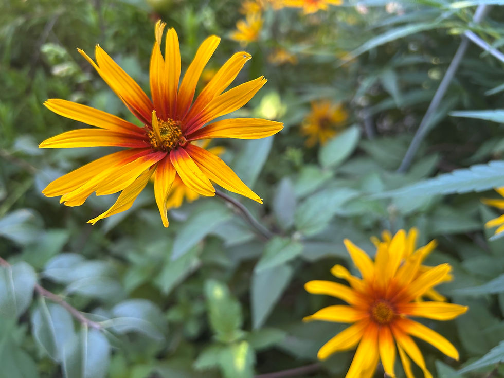 False Sunflower Heliopsis H. Burning Heart