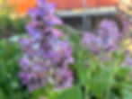 Thumbnail: Salvia sclarea 'Piemont' Seeds