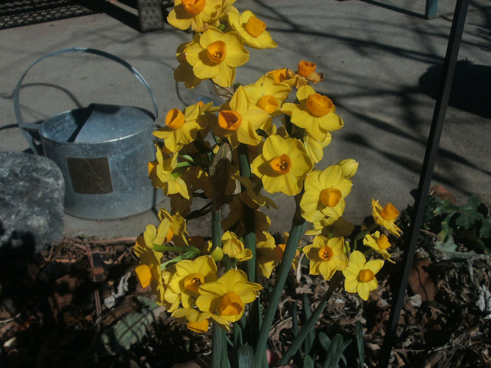 Thumbnail: B001. Spring Bulbs - Narcissus Tete-a-Tete