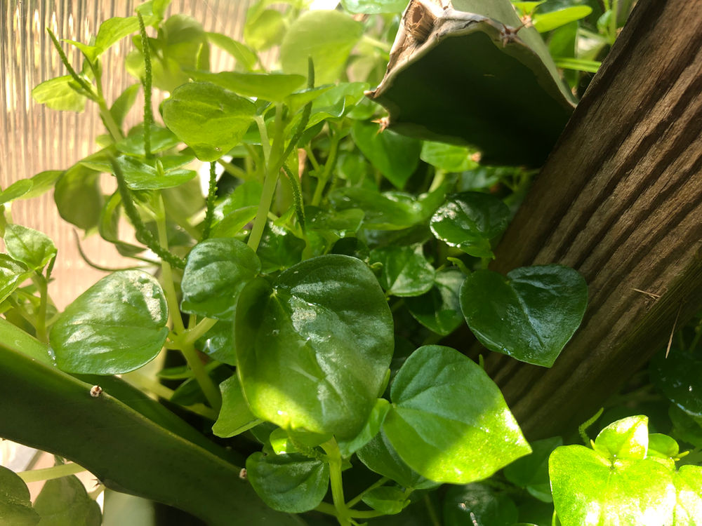 Bizarre Herb Crab Claw Herb Peperomia pellucida (rau cang cua; pepper