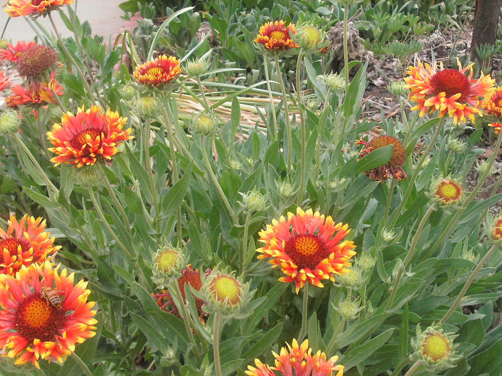 Thumbnail: Gailardia Mix Starter Plant
