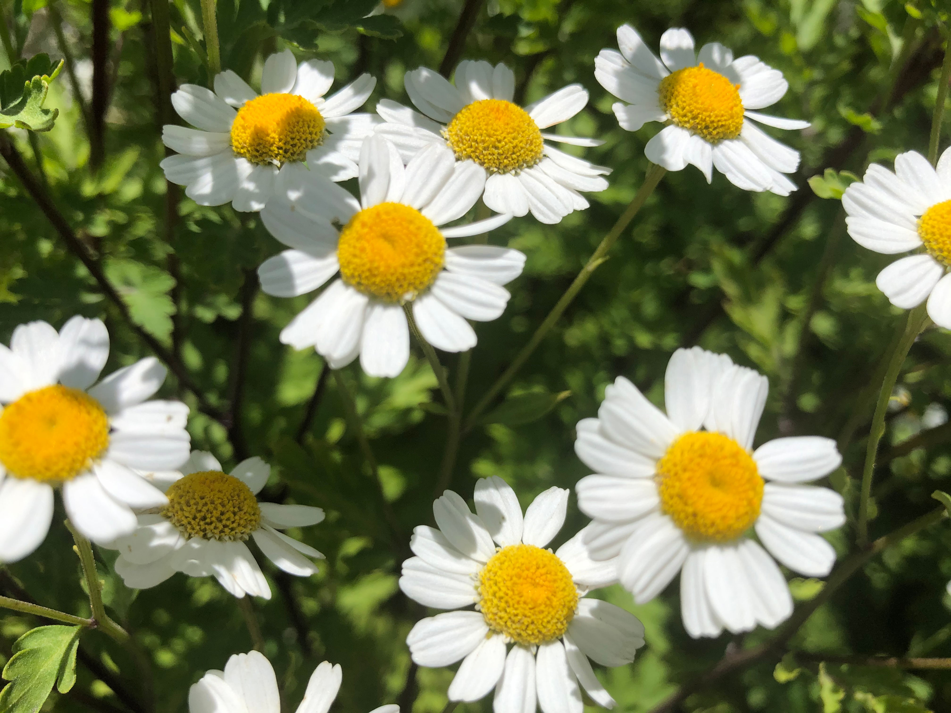 Feverfew (Medical Herb Tanacetum parthenium)
