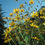 Thumbnail: 1 Starter Perennial Sunchoke (Jerusalem Artichoke)