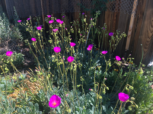 Rock Purslane Shining Pink Perennial Flower Starter Plant | the Rock Purslane Shining Pink Perennial Flower Starter Plant | the