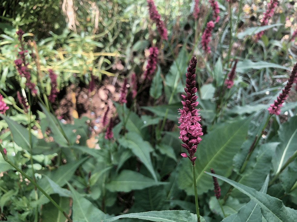 Thumbnail: Persicaria amplexicaulis Summer Dance