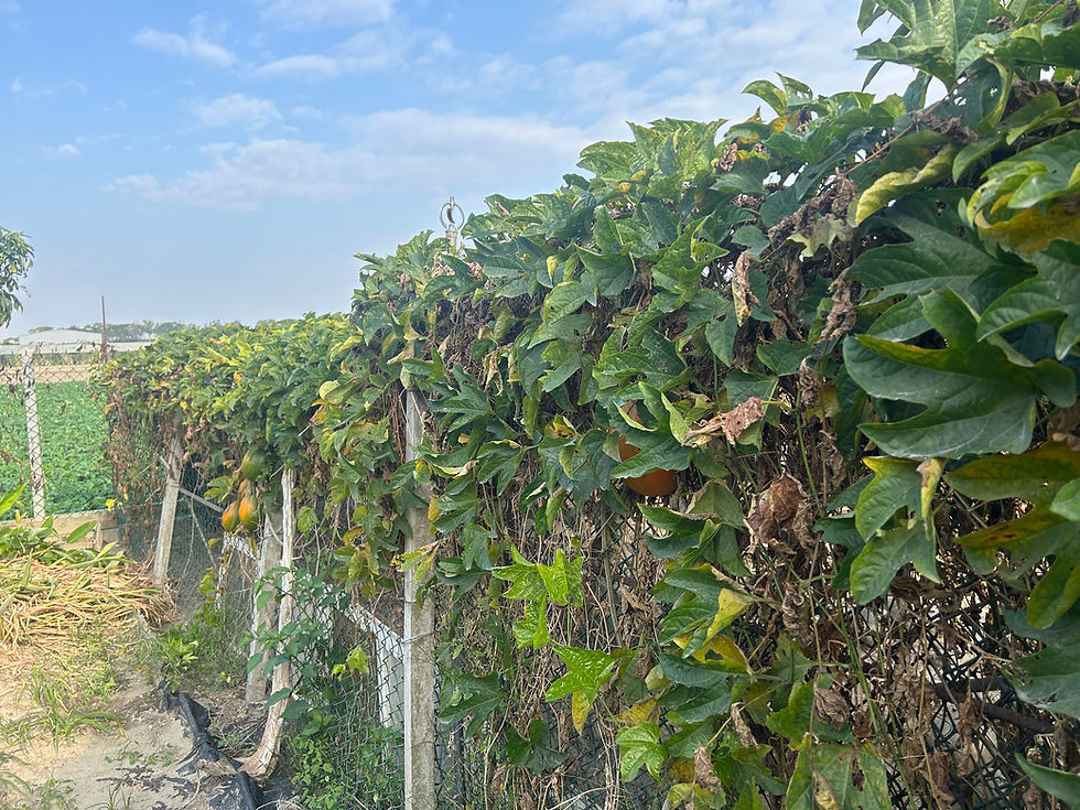 Thumbnail: Momordica cochinchinensis	木鱉果, 木虌子,木鱉子,藤桐子,刺苦瓜