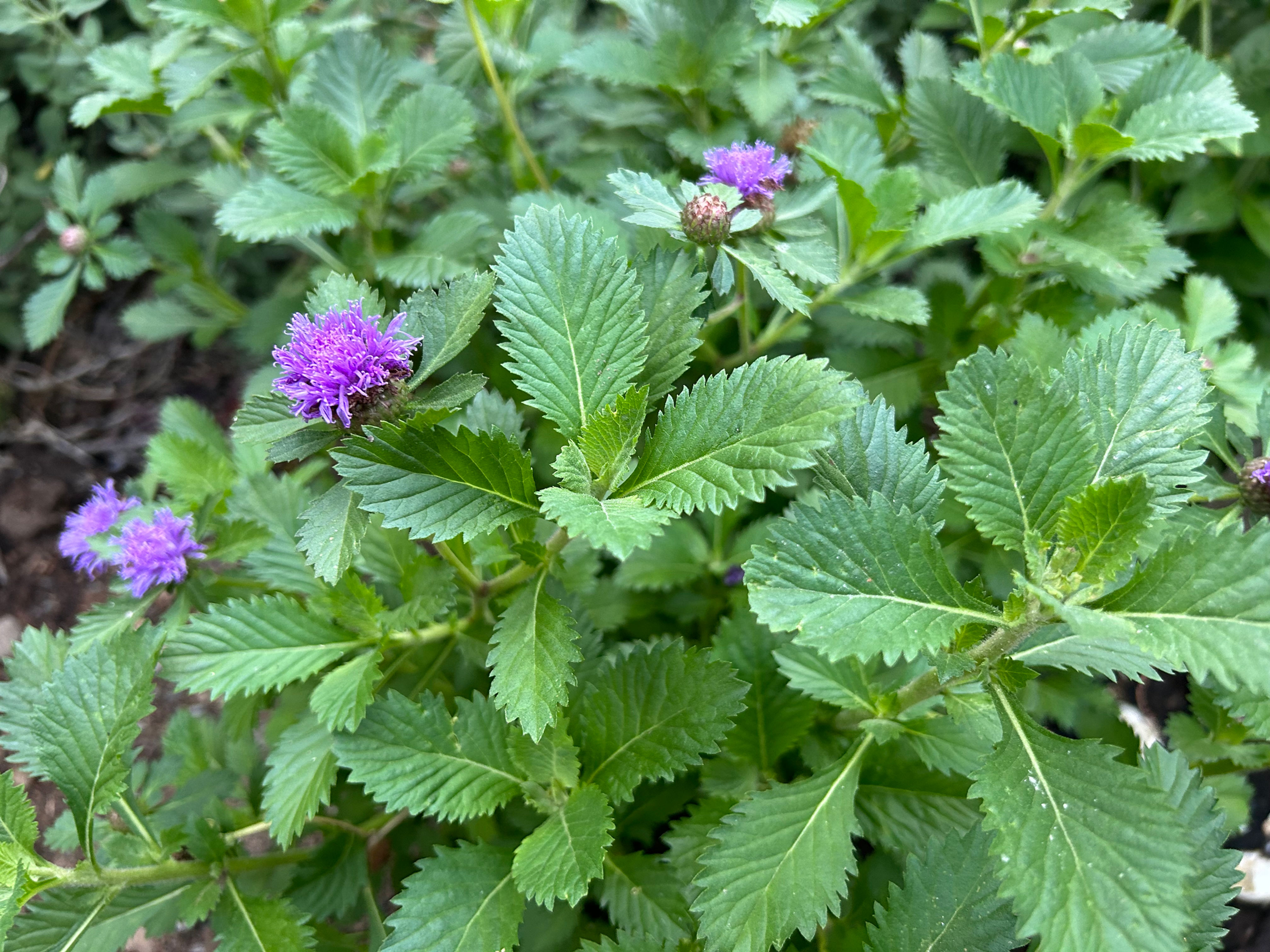 Brazilian Bachelor's Button Centratherum intermedium Seeds