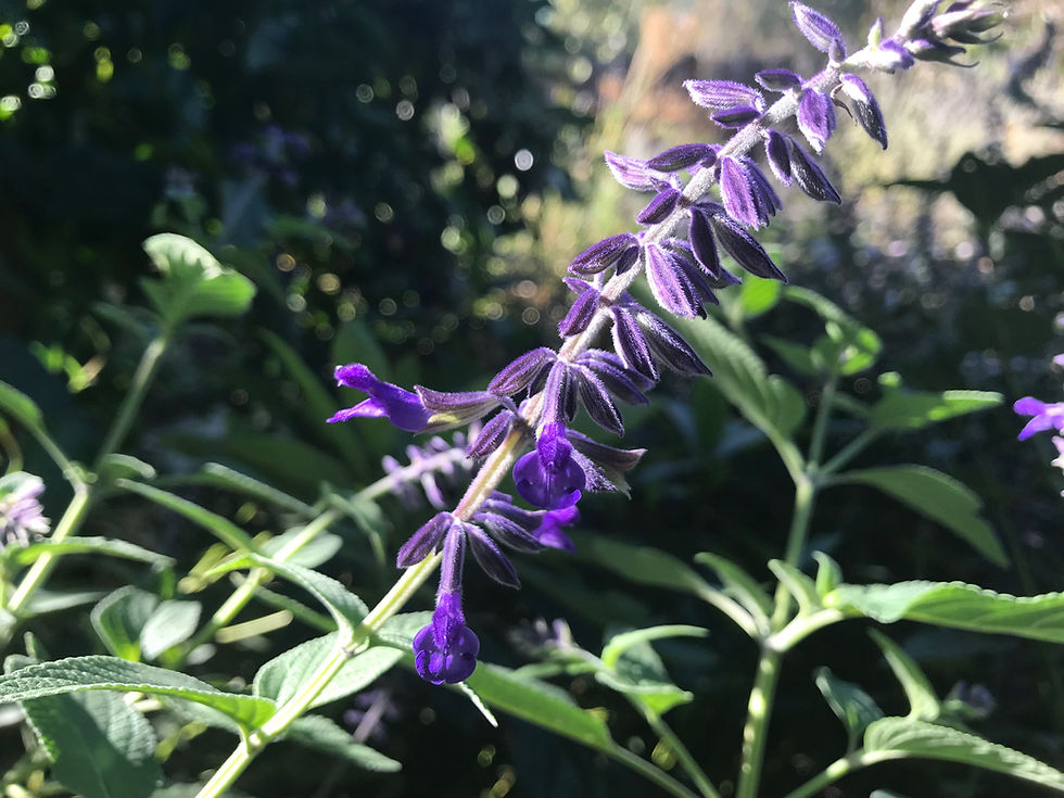 Thumbnail: Anthony Parker Bush Sage