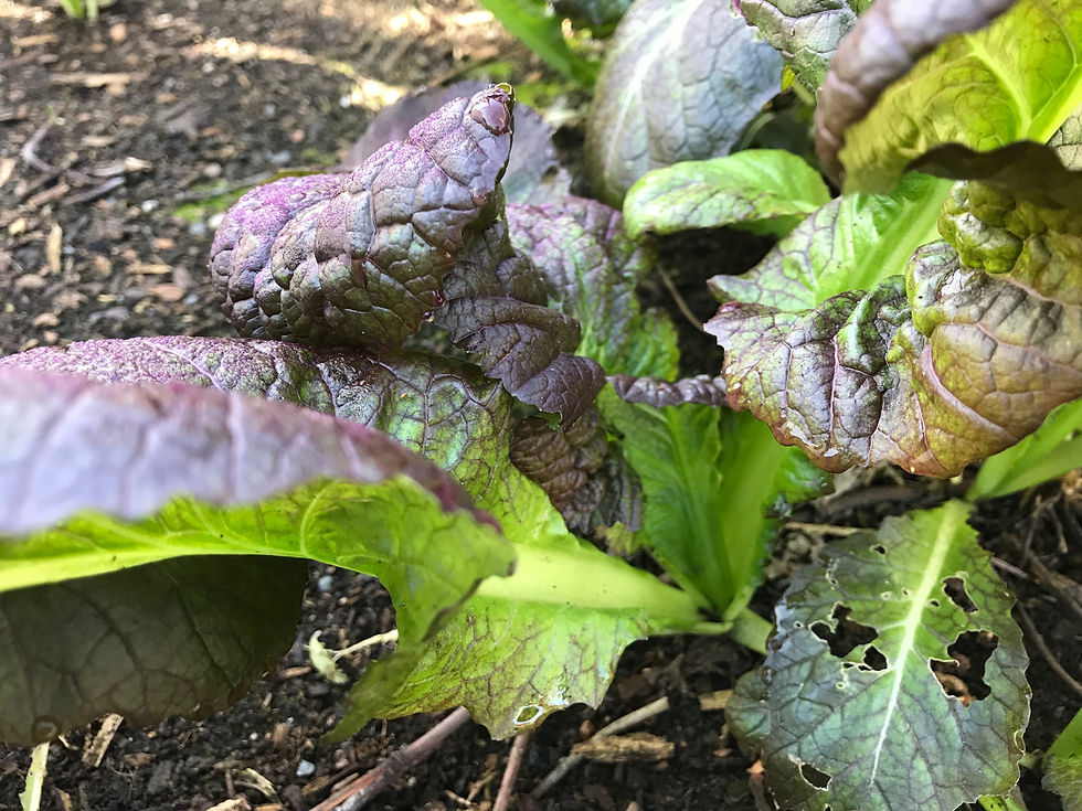 Thumbnail: Osaka Purple Mustard