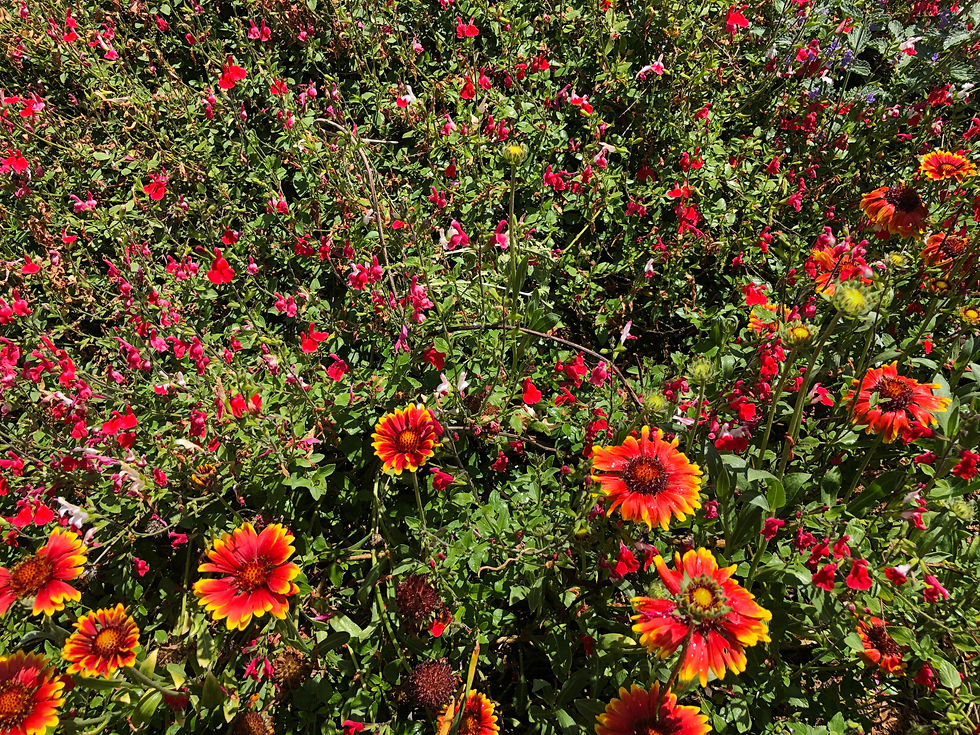 Thumbnail: Gailardia Mix Starter Plant