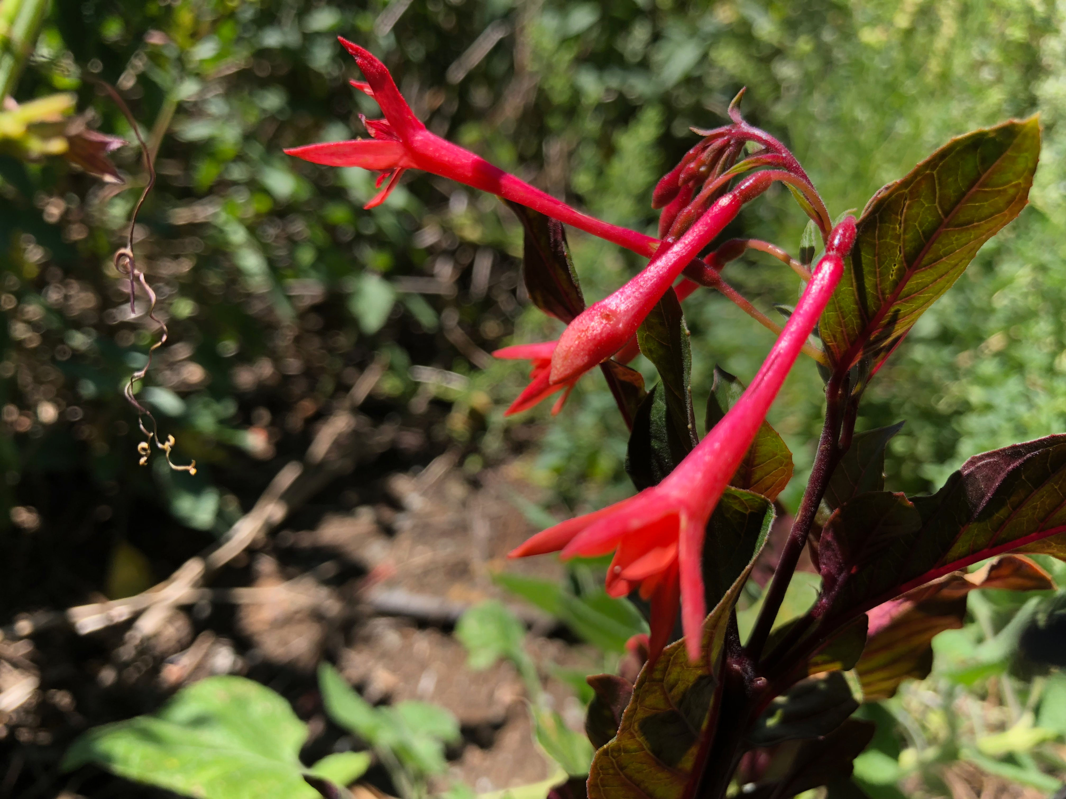 Gartenmeister Fuchsia Starter Plant