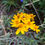Thumbnail: Tagetes Lemonii (Mexican Marigold)