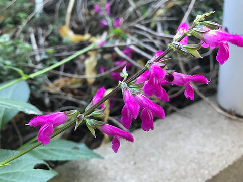 Salvia chiapensis “Chiapas Sage” Seeds | the-clayton-farm