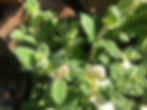 Thumbnail: Perennial Herb Variegated Pineapple Mint (Mentha suaveolens ‘Variegata') Seeds
