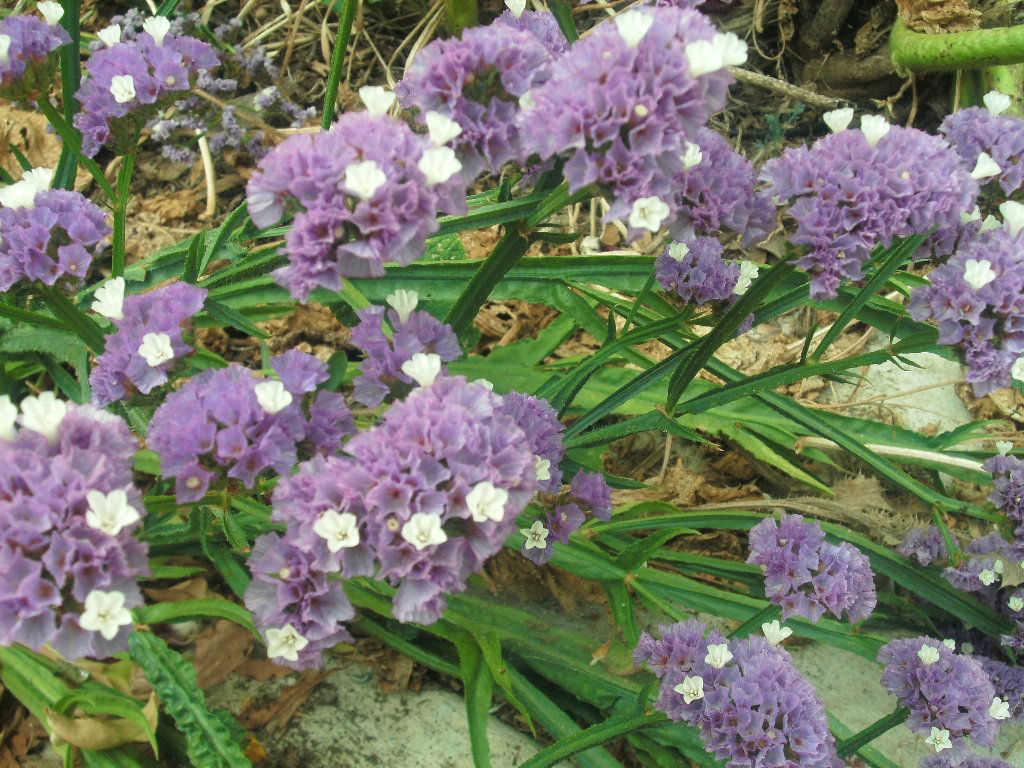 Statice Supreme Blue Seeds