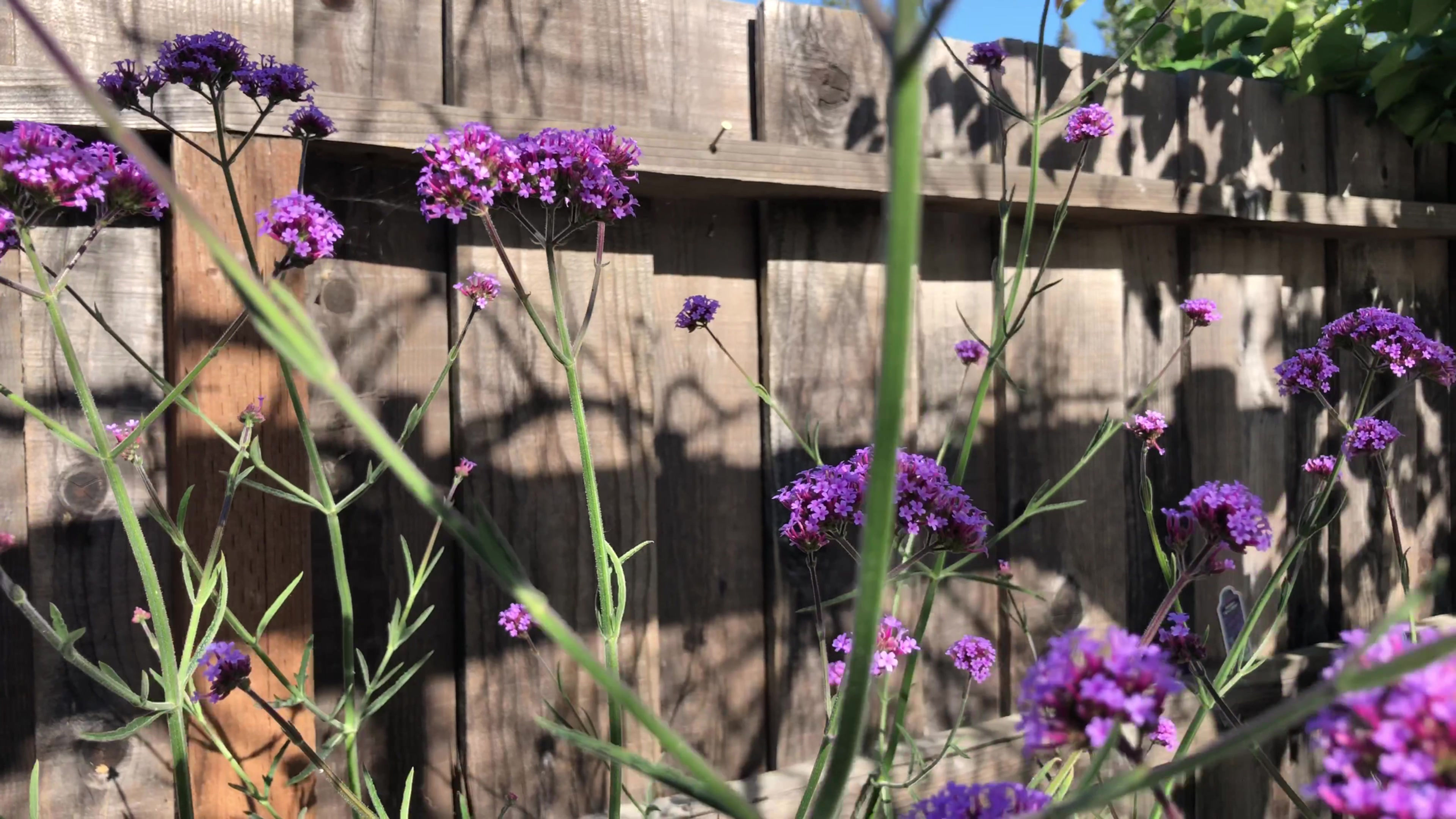Verbena Bonariensis Purpletop Seeds