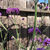 Verbena Bonariensis Purpletop Seeds