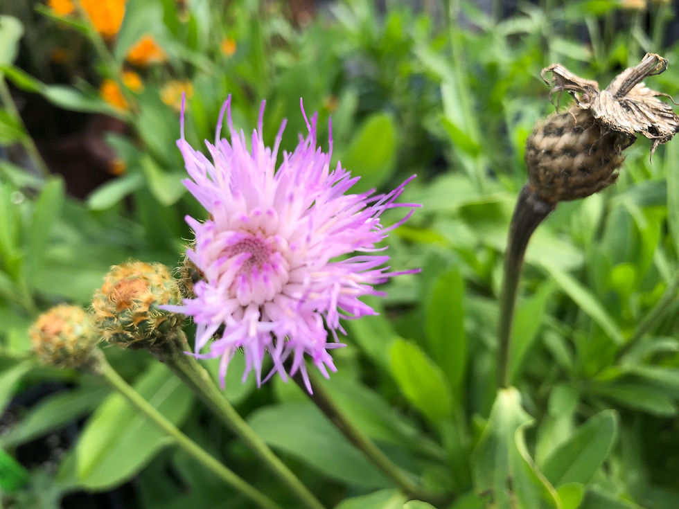 Thumbnail: Cheirolophus burchardii - Canary Island Corn Seeds Flower
