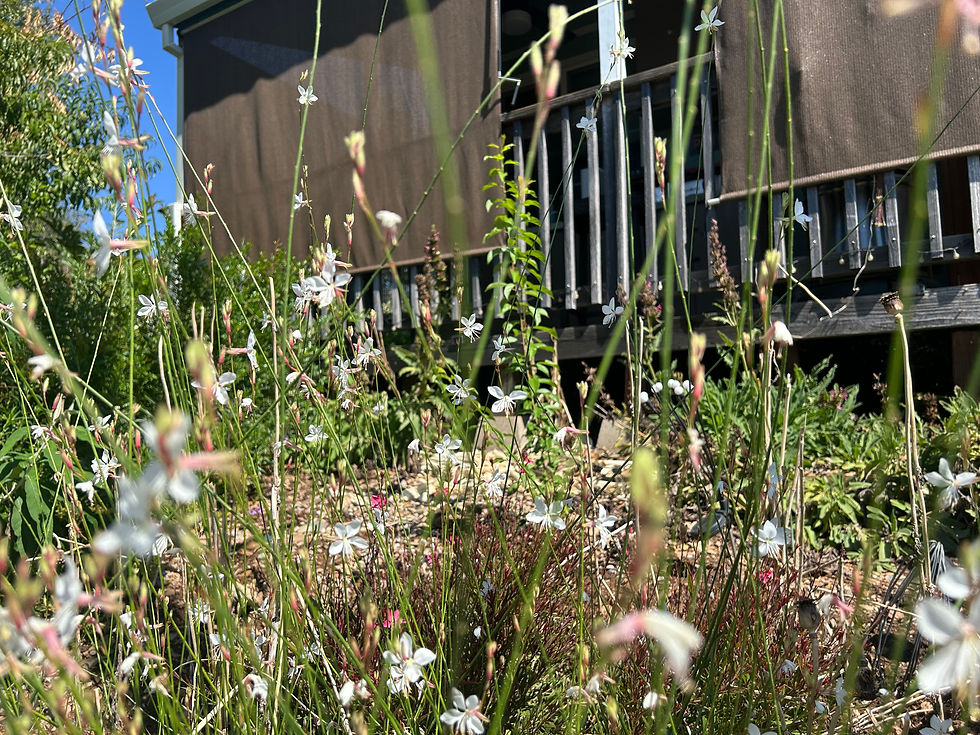 Thumbnail: Gaura lindheimeri Whirling Butterfly Starter Plant