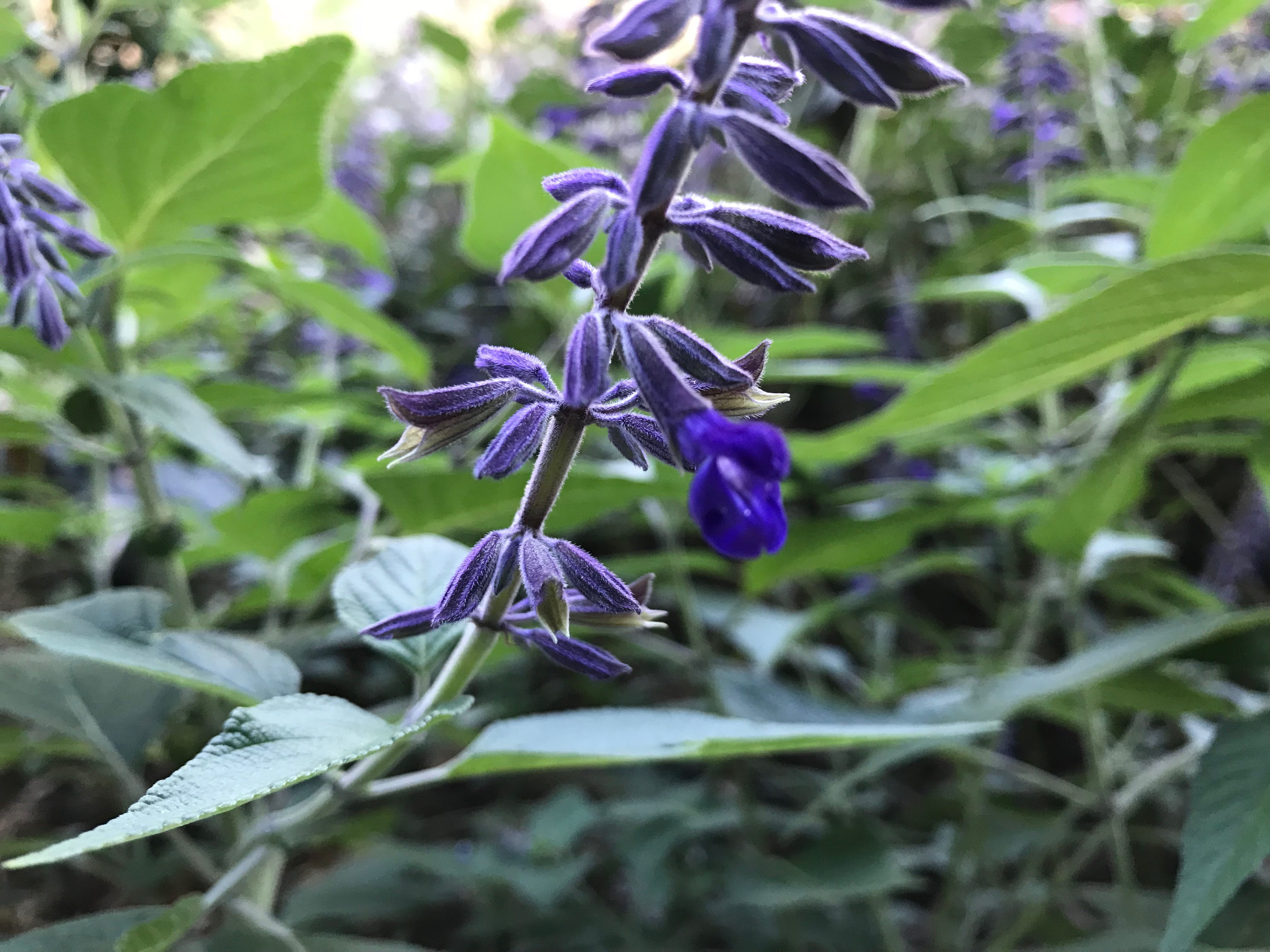 Anthony Parker Bush Sage