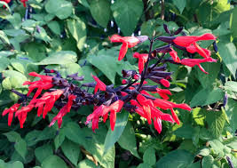 Thumbnail: Salvia gesneriiflora ‘Tequila Seeds