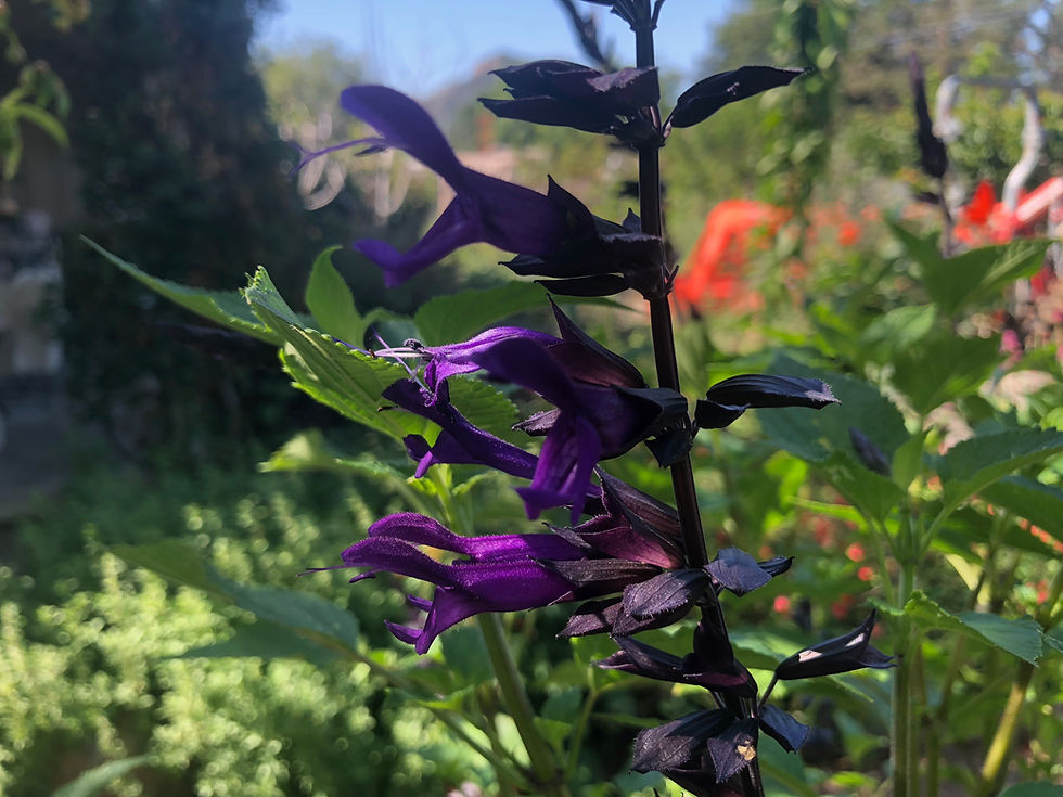 Thumbnail: Salvia Amistad Friendship Sage