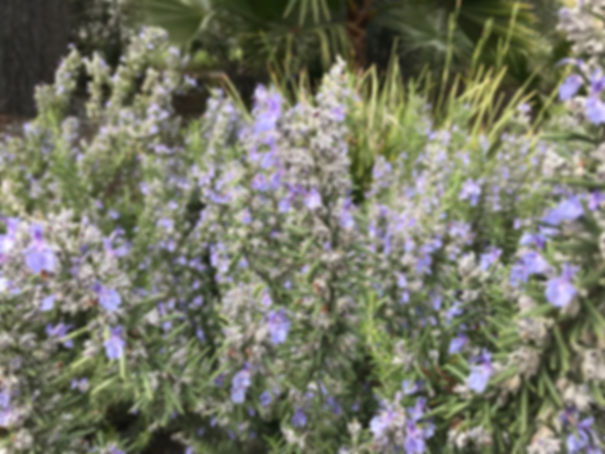 Rosemary Tuscan Blue Herb Starter
